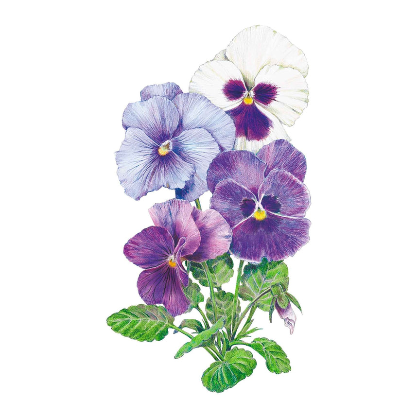 Botanical illustration of pansy flowers in a mix of shades including pale blue, lavender, deep purple, and white with dark purple centres and yellow throats, shown with green foliage on a white background.