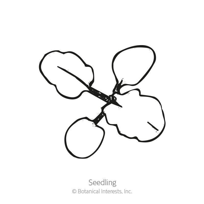 Line drawing of a young seedling with four rounded, scalloped-edged leaves branching from a central stem, labeled "Seedling" beneath the illustration.