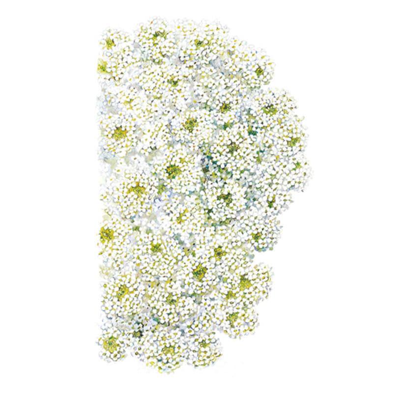 Cluster of Tiny Tim sweet alyssum blooms showing masses of small four-petaled white flowers with yellow-green centers, densely packed together on a plain white background.