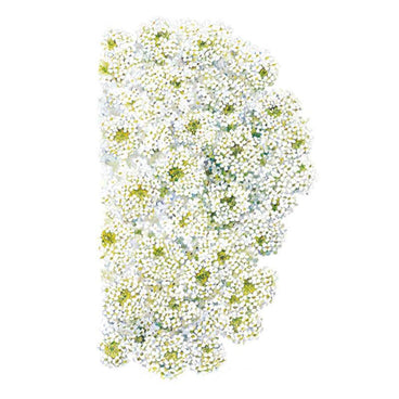 Cluster of Tiny Tim sweet alyssum blooms showing masses of small four-petaled white flowers with yellow-green centers, densely packed together on a plain white background.