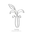 Line drawing of a young seedling with a slender oval seed casing and three narrow curved leaves emerging upward, labeled "Seedling" beneath the illustration.