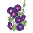 Botanical illustration of Grandpa Ott's morning glory showing several trumpet-shaped purple flowers with dark pink-red star centres, twining vines, heart-shaped green leaves and a slender unopened bud, set against a plain white background.