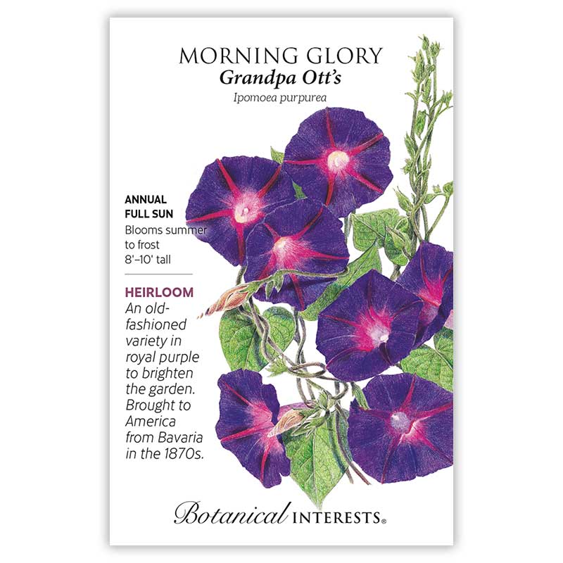 Botanical Interests seed packet for Grandpa Ott's Morning Glory illustrating trumpet-shaped royal purple flowers with pink-red star centers on twining vines, with text noting it's a full-sun annual heirloom growing 8–10 feet tall, blooming summer to frost.