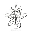 Line drawing of a cardinal climber seedling, showing a pair of broad arrow-shaped cotyledon leaves below a young stem topped with narrow, finger-like true leaves, labeled "Seedling."