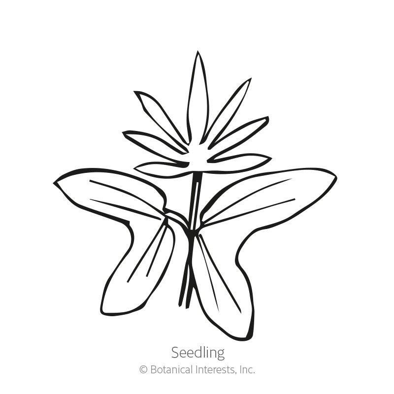 Line drawing of a cardinal climber seedling, showing a pair of broad arrow-shaped cotyledon leaves below a young stem topped with narrow, finger-like true leaves, labeled "Seedling."