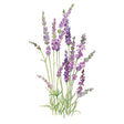 Watercolour illustration of English Tall lavender, showing slender upright stems topped with purple-pink flower spikes in varying shades, rising from a base of narrow green leaves against a white background.