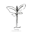 Simple black-and-white line drawing of a young seedling with a slender stem and a pair of narrow leaves, labelled "Seedling" beneath the illustration.