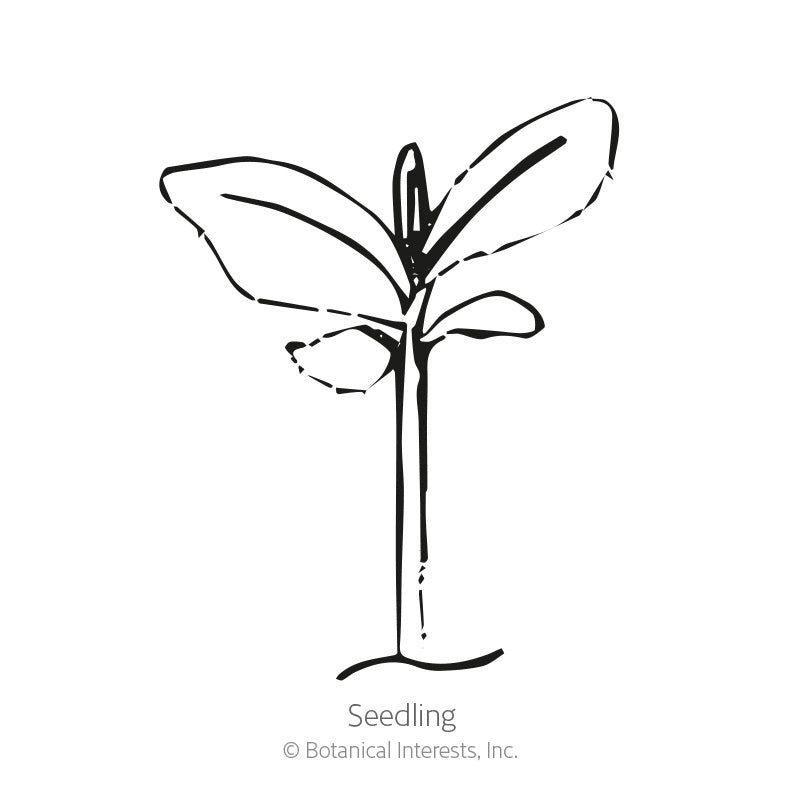 Simple black-and-white line drawing of a young seedling with a slender stem and a pair of narrow leaves, labelled "Seedling" beneath the illustration.