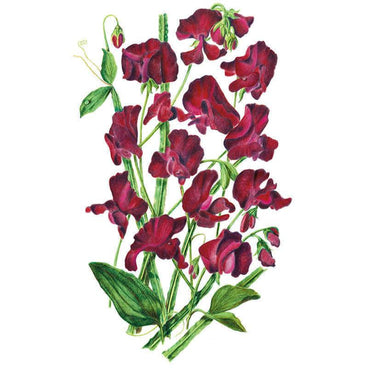 Botanical illustration of Beaujolais sweet pea, showing clusters of deep burgundy-red ruffled blooms with curling tendrils and green leaves on upright stems against a white background.