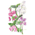 Botanical illustration of perennial sweet pea showing three flowering stems with ruffled blooms in deep pink, pale lilac-white, and mauve-purple, accompanied by pointed green leaves and a curling tendril.