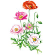 Botanical illustration of Shirley Single corn poppies showing open blooms in red, magenta, pale pink, and white with golden centres, alongside furry buds and feathery green foliage on a white background.