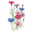 Botanical illustration of vibrant pink, white, purple, and blue bachelor's button flowers with green stems on a white background.