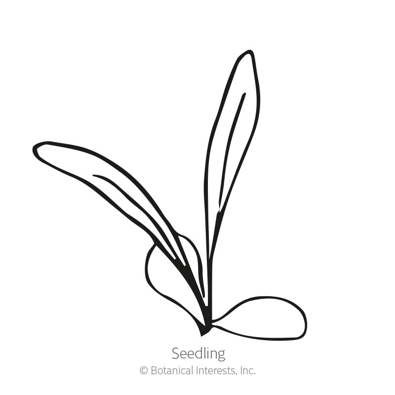 Black line drawing of a leafy seedling on a white background with "Seedling" text and copyright for Botanical Interests, Inc., for Tall Blend Bachelor's Button Seeds.