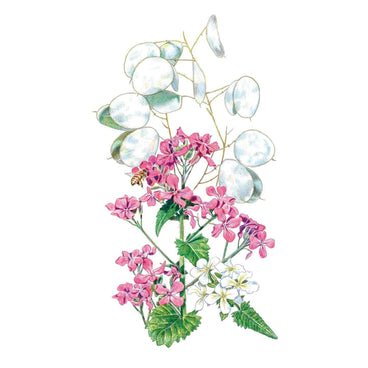 Botanical illustration of honesty (money plant) showing clusters of pink four-petalled flowers, a few small white blooms, toothed green leaves, and the plant's papery translucent silver seed pods, with a bee visiting the flowers.