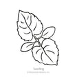Line drawing of a Honesty Money Plant seedling showing two pairs of toothed, oval leaves on a central stem, labelled "Seedling" beneath the illustration.