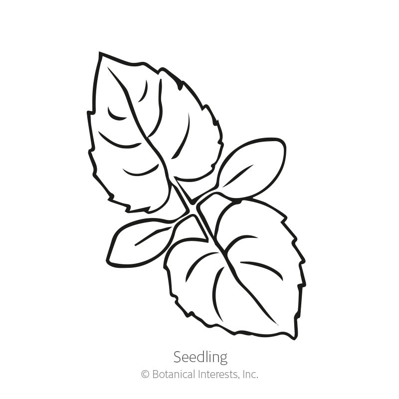Line drawing of a Honesty Money Plant seedling showing two pairs of toothed, oval leaves on a central stem, labelled "Seedling" beneath the illustration.