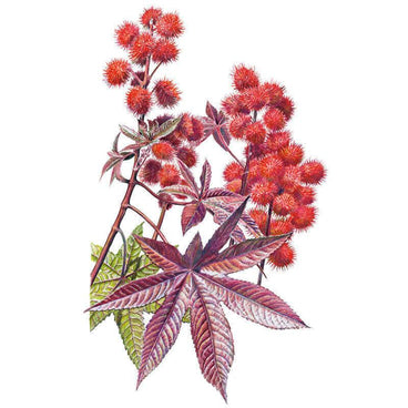 Botanical illustration of Impala castor bean showing clusters of spiky red seed pods atop reddish-purple, star-shaped palmate leaves that shift to green toward the base, set against a white background.