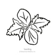 Line drawing labeled "Seedling" showing a young castor bean plant with two smooth oval seed leaves and one jagged, lobed true leaf emerging from the center.