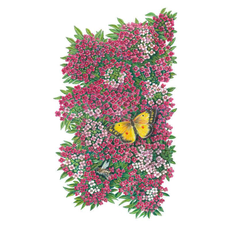 Illustrated cluster of small deep-pink and white sweet alyssum flowers with narrow green leaves, visited by a yellow-and-black butterfly and a bee, set against a plain white background.