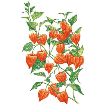 Botanical illustration of Chinese lantern plant showing clusters of papery, heart-shaped orange husks hanging among green serrated leaves on branching stems, set against a plain white background.