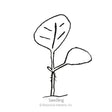 Line drawing of a young seedling with a small rounded cotyledon leaf and one larger heart-shaped true leaf on a thin stem, labelled "Seedling" to illustrate the Chinese Lantern's early growth stage.
