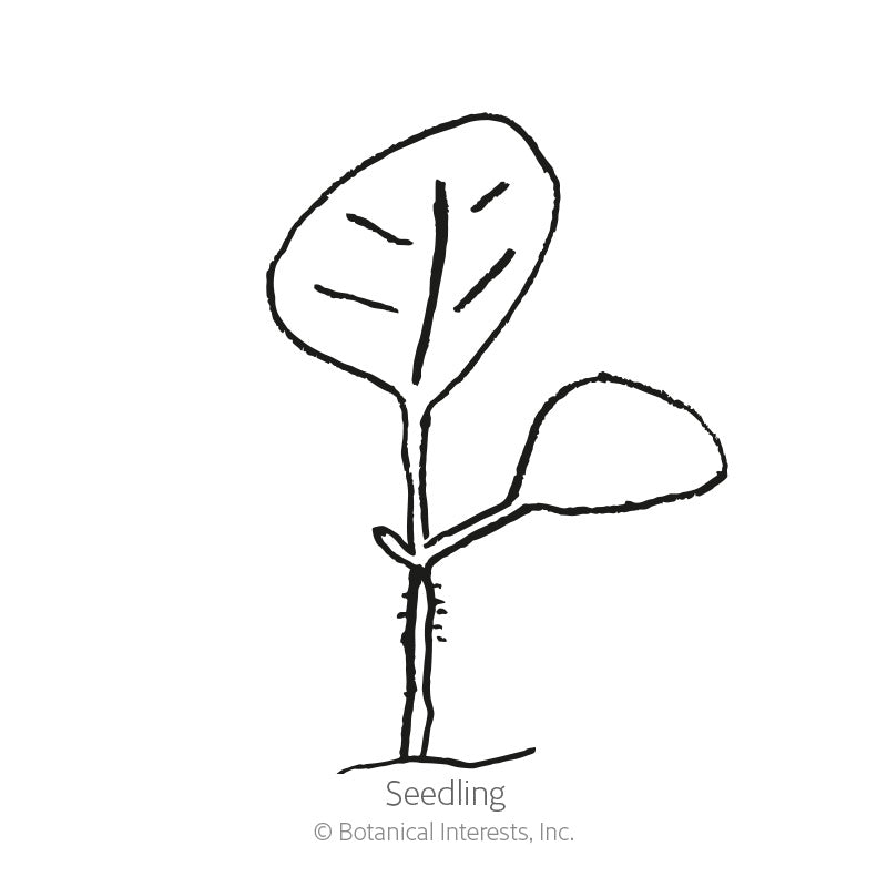 Line drawing of a young seedling with a small rounded cotyledon leaf and one larger heart-shaped true leaf on a thin stem, labelled "Seedling" to illustrate the Chinese Lantern's early growth stage.