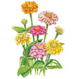 Illustrated cluster of Peppermint Stick zinnias with double blooms in orange, cream, pink and yellow, each streaked and speckled with contrasting red or pink flecks, atop upright green stems and broad leaves.