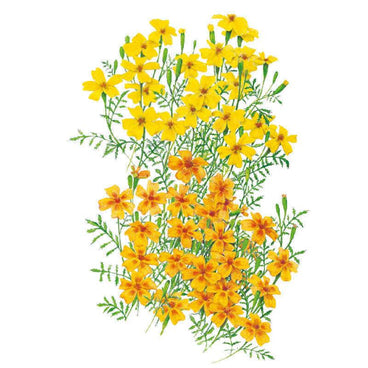 Botanical illustration of signet marigold with masses of small five-petaled flowers, upper blooms lemon-yellow and lower blooms deep tangerine-orange, each with a maroon centre, set among feathery green foliage on a white background.