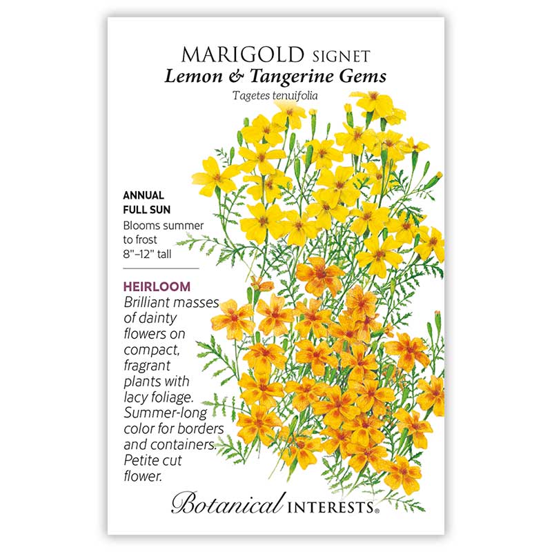 Marigold signet seed packet with illustration of yellow flowers and botanical information on a white background