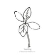 Line drawing of a young seedling with a pair of narrow lower leaves and two broader upper leaves on a slender stem, labelled "Seedling" beneath the illustration.