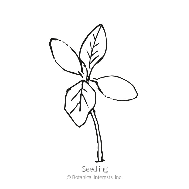 Line drawing of a young seedling with a pair of narrow lower leaves and two broader upper leaves on a slender stem, labelled "Seedling" beneath the illustration.