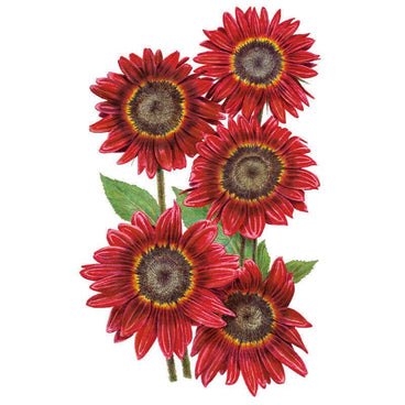 Botanical illustration of Rouge Royale sunflowers showing five deep red blooms with dark brown centres ringed in yellow-orange, clustered on green-leaved stems against a white background.