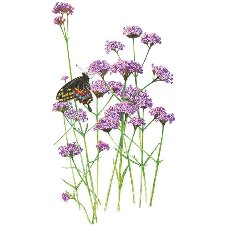 Illustrated cluster of Brazilian vervain on tall slender stems with small purple flower heads, visited by a black swallowtail butterfly showing red, blue and yellow spotted markings, set against a plain white background.