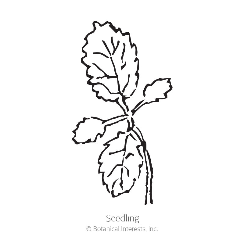Black and white line drawing of a young seedling with two small rounded cotyledon leaves and larger serrated true leaves branching from a slender stem, labeled "Seedling."