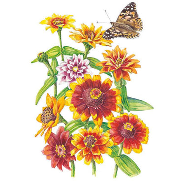 Botanical illustration of Persian Carpet zinnias showing bicolour blooms in red, orange, yellow and pale pink with dark centres, plus a painted lady butterfly hovering above the cluster of flowers and green stems.