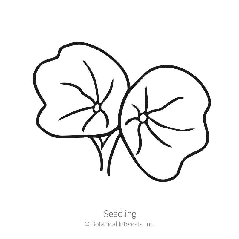 Black and white line art illustration of two round, lily-pad-shaped nasturtium leaves labeled "Seedling" with copyright text for Botanical Interests, Inc., for Butterscotch Nasturtium Seeds.