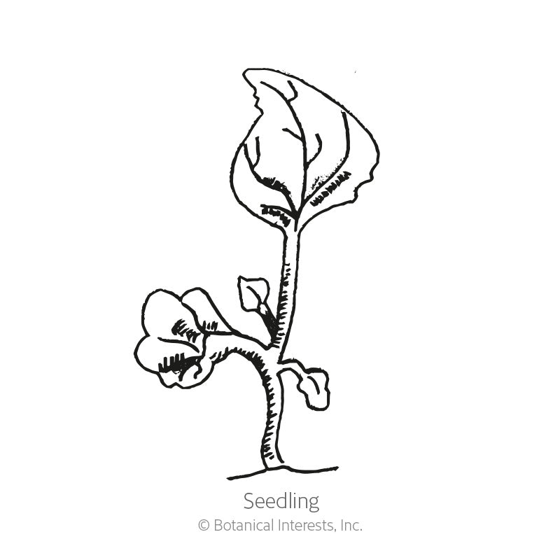 Black and white line drawing of a lobelia seedling, showing a slender upright stem with a single large upper leaf and two rounded lower seed leaves, labeled "Seedling".