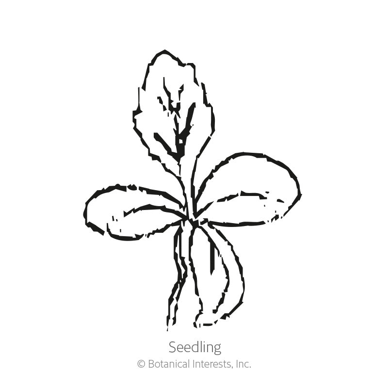 Line drawing of a young seedling with two rounded lower leaves and an upright, deeply lobed upper leaf, labelled "Seedling" beneath the illustration.