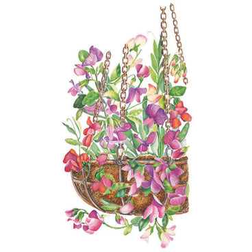 Illustration of a chain-hung wire basket lined with coco fibre, overflowing with sweet pea flowers in shades of pink, purple, red and cream amid trailing green foliage.