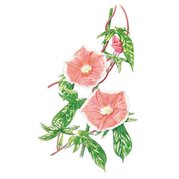 Botanical illustration of chocolate morning glory showing two funnel-shaped pink flowers with white edges and pale throats, a closed bud, and lobed green leaves marbled with cream variegation along a twining reddish stem.