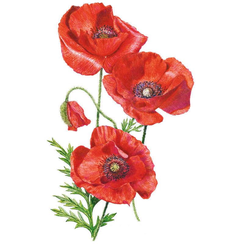 Botanical illustration of American Legion corn poppy showing three fully open crimson-red blooms with dark centres, one drooping bud, and feathery green foliage on a white background.