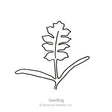 Simple black-and-white line drawing of a young seedling with two smooth oval cotyledon leaves and one deeply lobed true leaf, labeled "Seedling" beneath.
