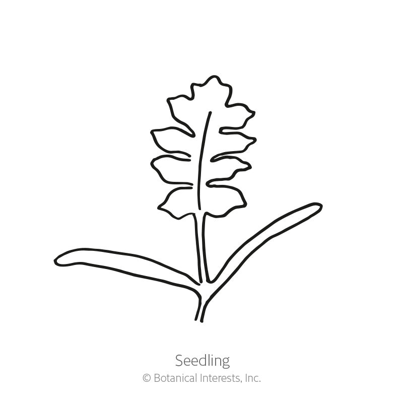 Simple black-and-white line drawing of a young seedling with two smooth oval cotyledon leaves and one deeply lobed true leaf, labeled "Seedling" beneath.