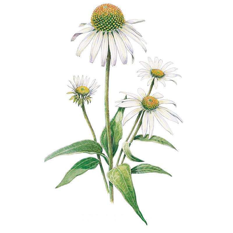 Botanical illustration of White Swan Echinacea showing four white daisy-like flowers with domed orange-green centres atop upright stems, surrounded by lance-shaped green leaves, on a plain white background.