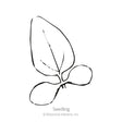 Line drawing of a young seedling with two rounded cotyledon leaves and one pointed true leaf emerging, labeled "Seedling" beneath the illustration.