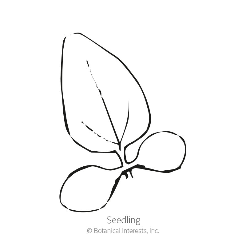 Line drawing of a young seedling with two rounded cotyledon leaves and one pointed true leaf emerging, labeled "Seedling" beneath the illustration.