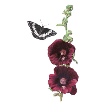 Botanical illustration of The Watchman hollyhock showing a tall stem with two deep, near-black burgundy blooms and unopened buds, with a black-and-white patterned butterfly hovering beside the flowers.