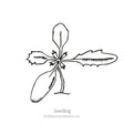 Black and white line art illustration of a Crackerjack African Marigold seedling.
