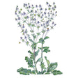 Botanical illustration of steel blue sea holly showing branching stems topped with spiky silvery-blue thistle-like flower heads, broad lobed basal leaves, and bees visiting the blooms, on a white background.