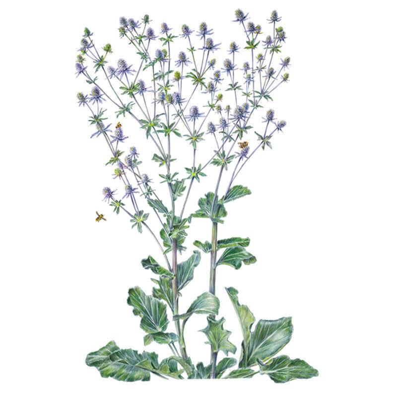 Botanical illustration of steel blue sea holly showing branching stems topped with spiky silvery-blue thistle-like flower heads, broad lobed basal leaves, and bees visiting the blooms, on a white background.